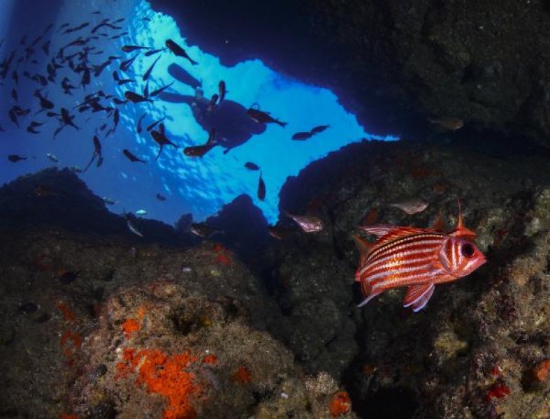 Kemer'in su altı güzellikleri büyülüyor 4