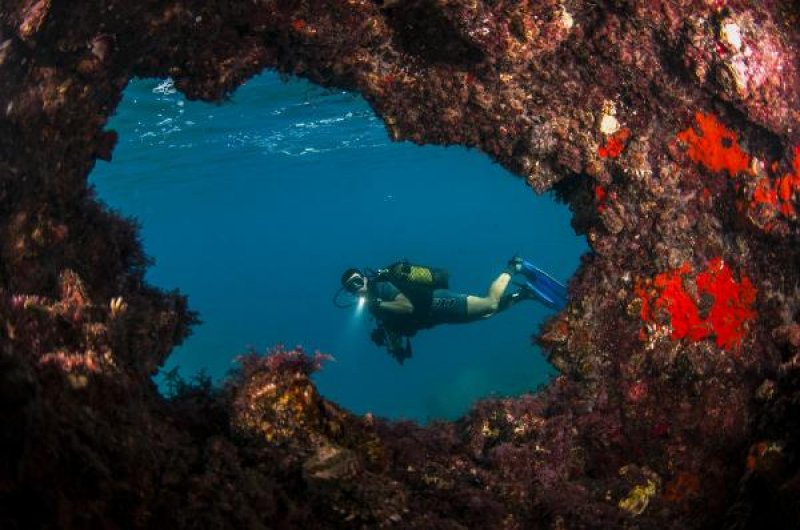 Kemer'in su altı güzellikleri büyülüyor 5