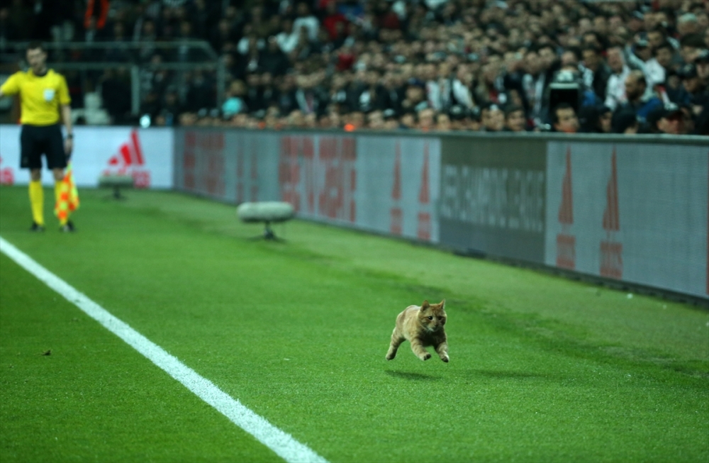 Beşiktaş Bayern Münih maçından kareler 9