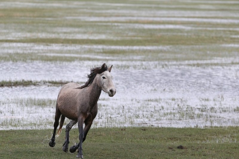 Yılkı atları yerli ve yabancı fotoğrafçıların gözdesi oldu 16