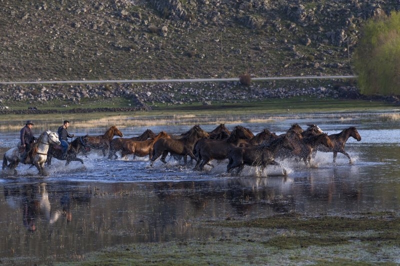 Yılkı atları yerli ve yabancı fotoğrafçıların gözdesi oldu 5