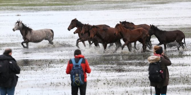 Yılkı atları yerli ve yabancı fotoğrafçıların gözdesi oldu