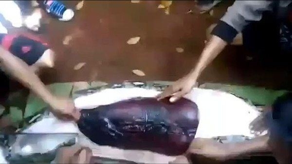 Endonezya'da piton kadını yuttu 1