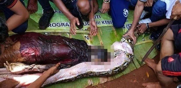 Endonezya'da piton kadını yuttu 2