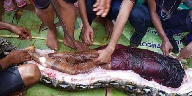 Endonezya'da piton kadını yuttu