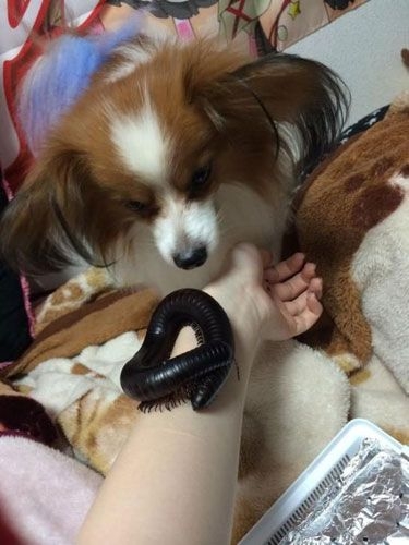 En ilginç evcil hayvanlar! 19