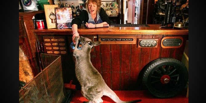 En ilginç evcil hayvanlar! 33