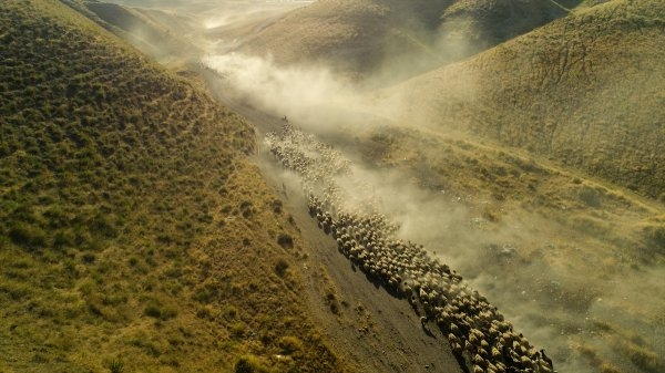 Koyunların yolculuğu 1