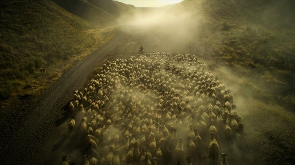 Koyunların yolculuğu 2