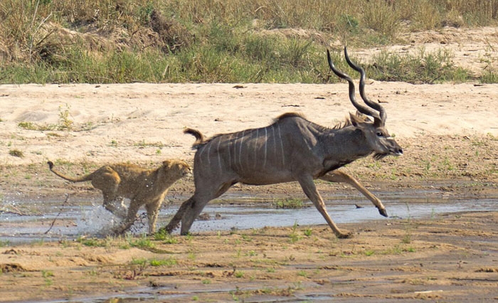 Antilobun aslanlarla mücadelesi 10