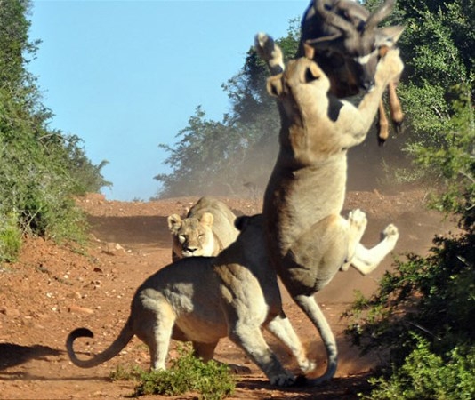 Antilobun aslanlarla mücadelesi 15
