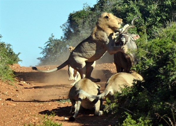 Antilobun aslanlarla mücadelesi 2