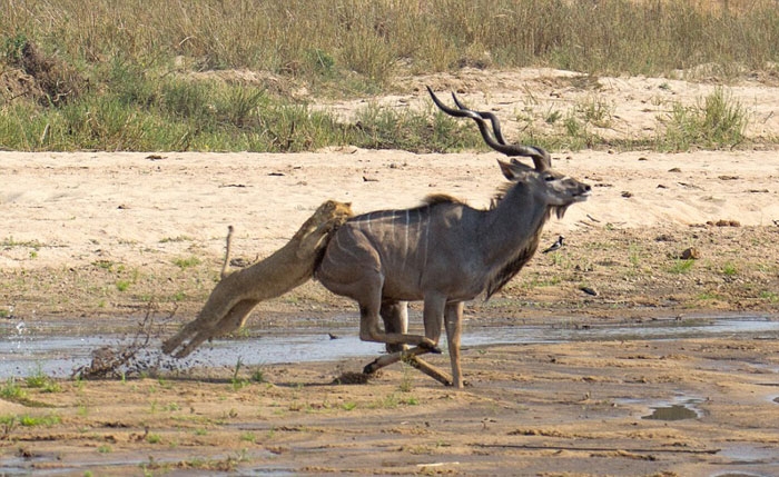 Antilobun aslanlarla mücadelesi 8