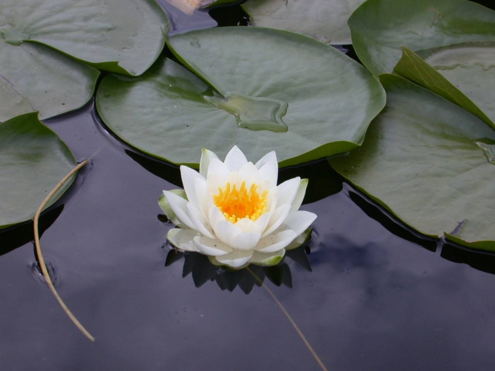 Dünyanın eşsiz bitkisi:Lotus çiçegi 1