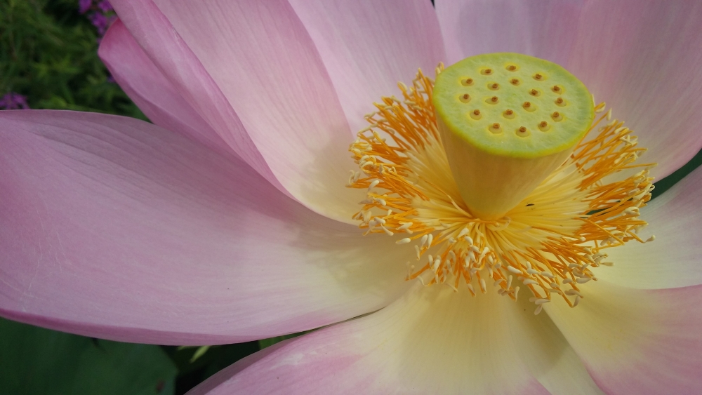 Dünyanın eşsiz bitkisi:Lotus çiçegi 19