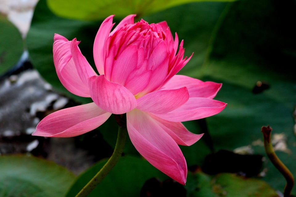 Dünyanın eşsiz bitkisi:Lotus çiçegi 2
