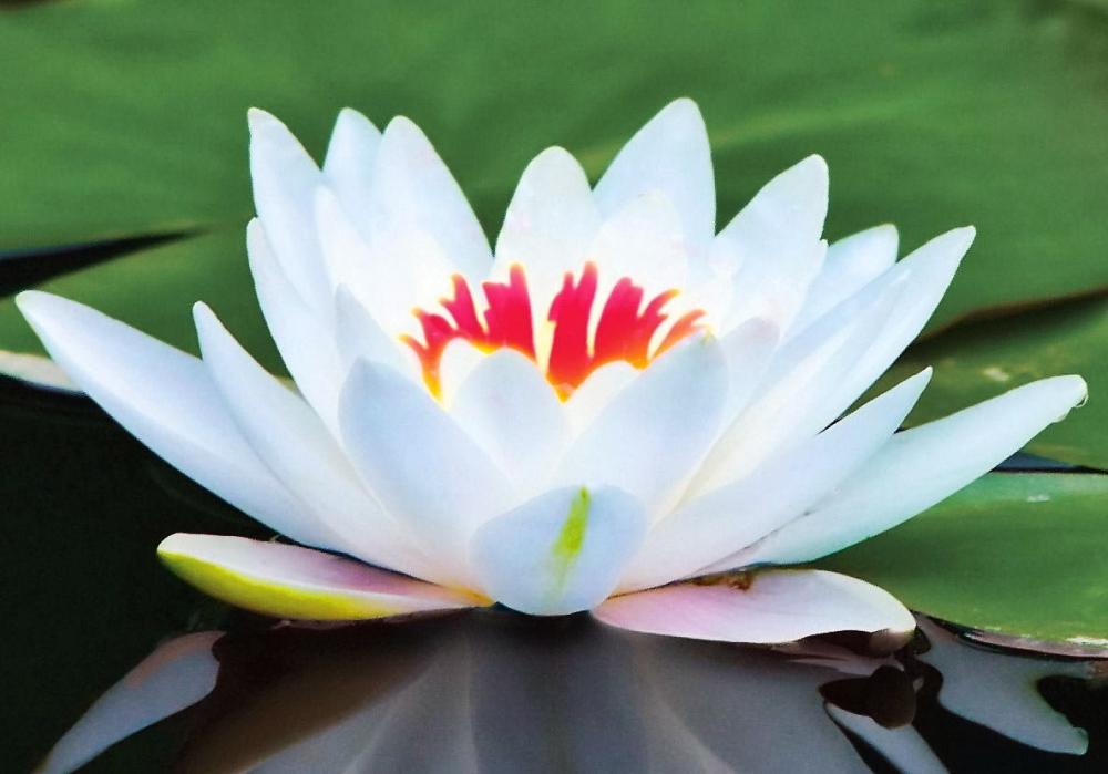 Dünyanın eşsiz bitkisi:Lotus çiçegi 3