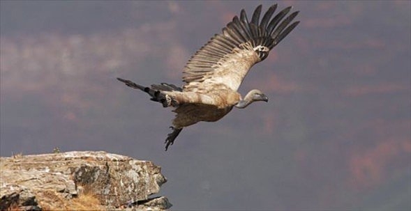 Nefes kesen karşılaşma! 12