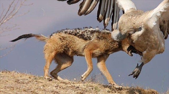 Nefes kesen karşılaşma! 9