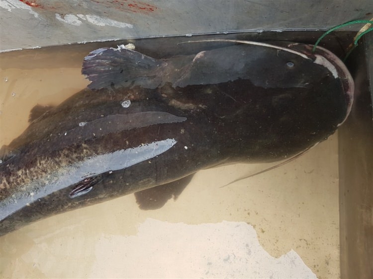 İznik Gölü'nde yakalandı! Görenler hayrete düştü 6