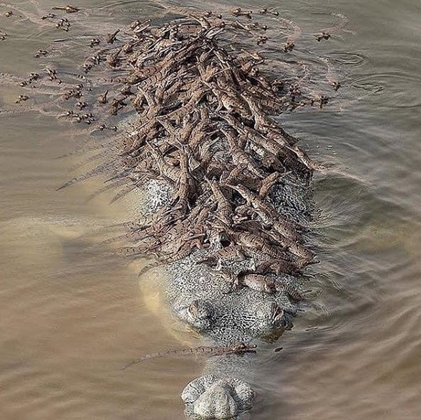 Daha önce hiç görmediğiniz vahşi yaşam kareleri! 10