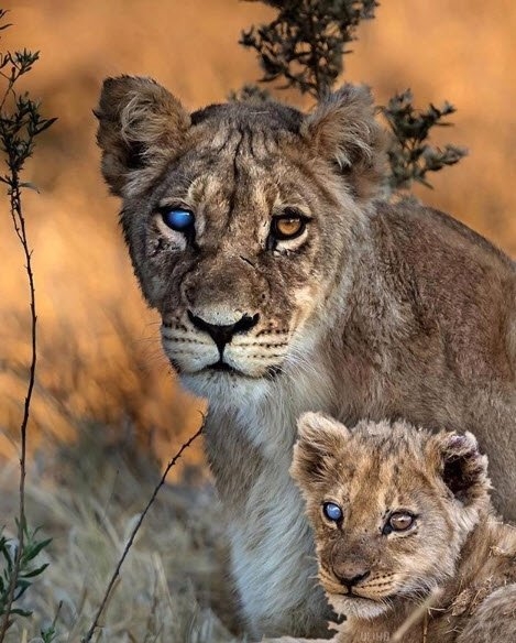 Daha önce hiç görmediğiniz vahşi yaşam kareleri! 12