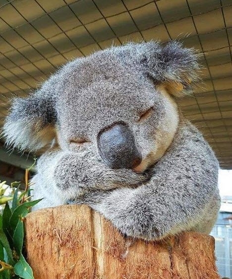 Daha önce hiç görmediğiniz vahşi yaşam kareleri! 18