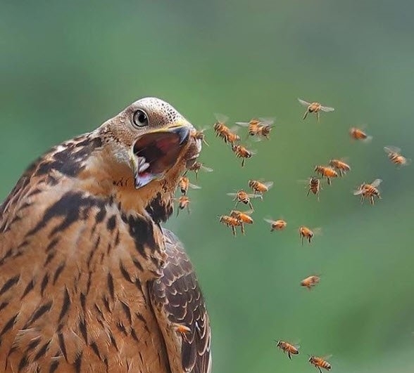 Daha önce hiç görmediğiniz vahşi yaşam kareleri! 19