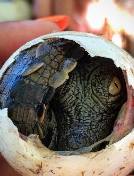 Daha önce hiç görmediğiniz vahşi yaşam kareleri! 20