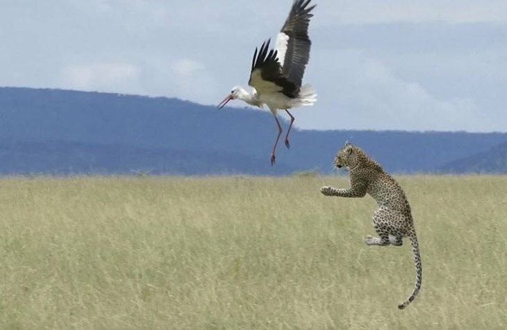 Daha önce hiç görmediğiniz vahşi yaşam kareleri! 34