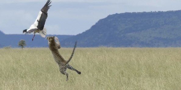 Daha önce hiç görmediğiniz vahşi yaşam kareleri! 36