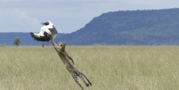 Daha önce hiç görmediğiniz vahşi yaşam kareleri! 37
