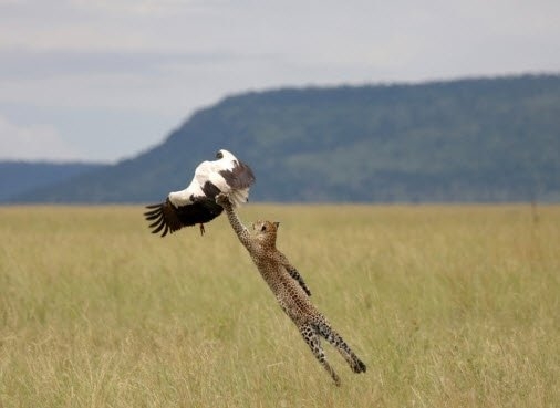 Daha önce hiç görmediğiniz vahşi yaşam kareleri! 38