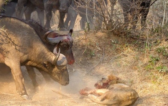 Daha önce hiç görmediğiniz vahşi yaşam kareleri! 42