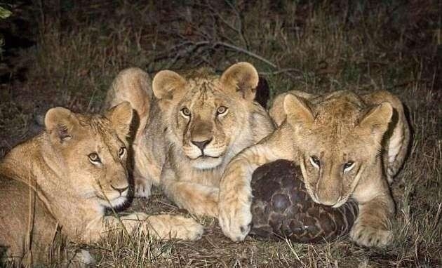 Daha önce hiç görmediğiniz vahşi yaşam kareleri! 72