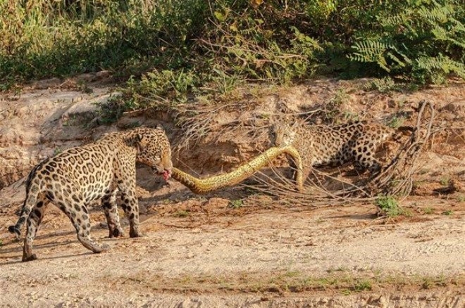 Daha önce hiç görmediğiniz vahşi yaşam kareleri! 77