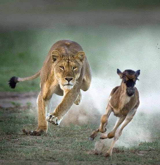 Daha önce hiç görmediğiniz vahşi yaşam kareleri! 8