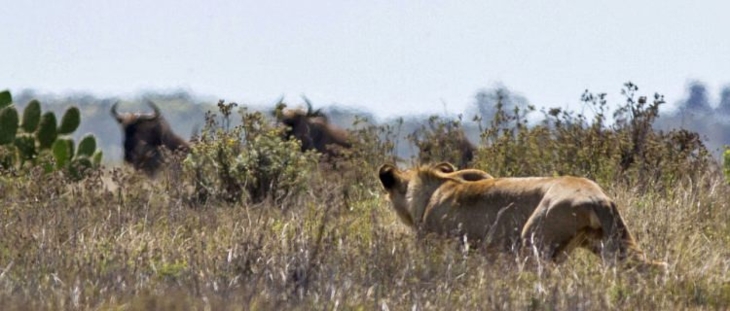 Daha önce hiç görmediğiniz vahşi yaşam kareleri! 81