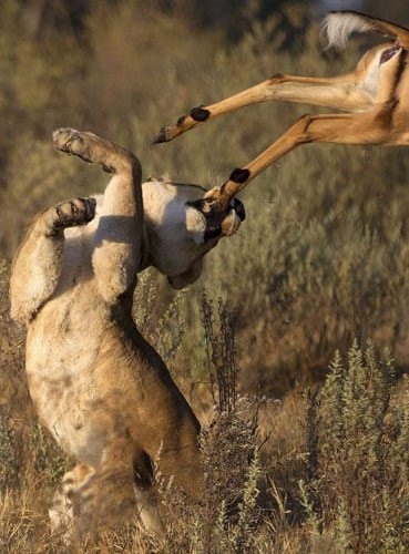 Daha önce hiç görmediğiniz vahşi yaşam kareleri! 82