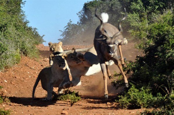 Daha önce hiç görmediğiniz vahşi yaşam kareleri! 92