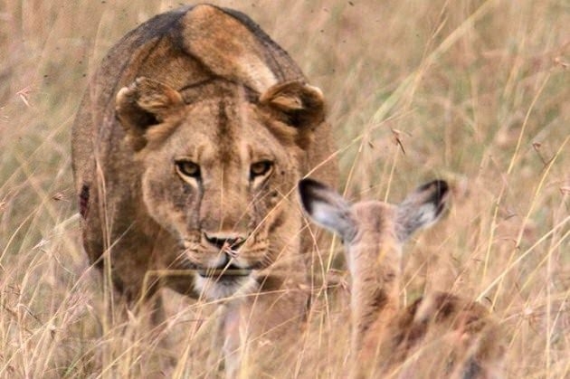 Daha önce hiç görmediğiniz vahşi yaşam kareleri! 96