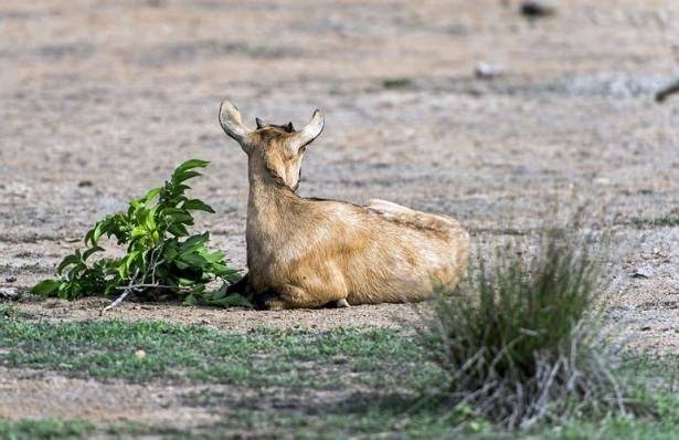 Komodo ejderiyle karşı karşıya gelen keçinin zor anları... 1