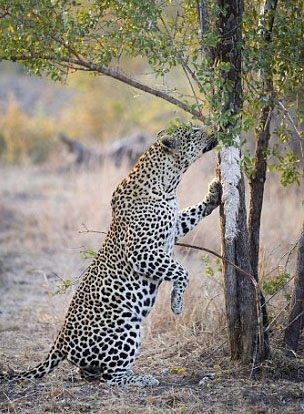 Komodo ejderiyle karşı karşıya gelen keçinin zor anları... 11