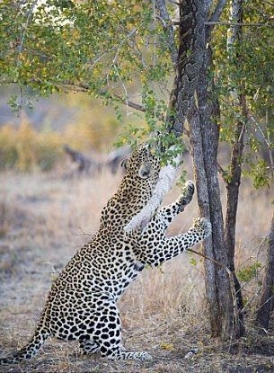 Komodo ejderiyle karşı karşıya gelen keçinin zor anları... 16