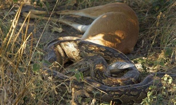 Komodo ejderiyle karşı karşıya gelen keçinin zor anları... 20