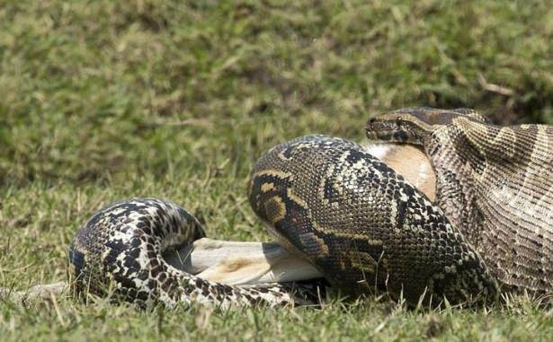 Komodo ejderiyle karşı karşıya gelen keçinin zor anları... 24
