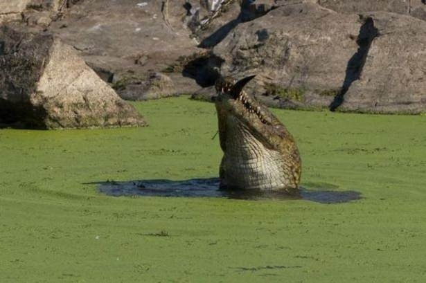 Komodo ejderiyle karşı karşıya gelen keçinin zor anları... 34