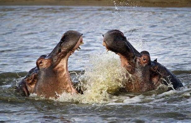 Komodo ejderiyle karşı karşıya gelen keçinin zor anları... 48