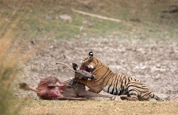 Komodo ejderiyle karşı karşıya gelen keçinin zor anları... 52