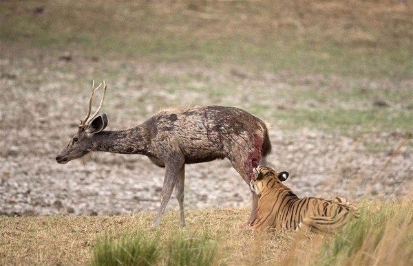 Komodo ejderiyle karşı karşıya gelen keçinin zor anları... 53